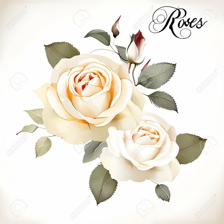 Bouquet of roses, watercolor, can be used as greeting card, invitation card for wedding, birthday and other holiday and  summer background. Vector.