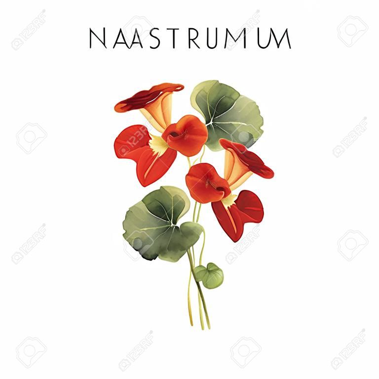 Blumenstrauß der Kapuzinerkresse, Aquarell, kann als Grußkarte, Einladungskarte für Hochzeit, Geburtstag und anderer Feiertags- und Sommerhintergrund verwendet werden.