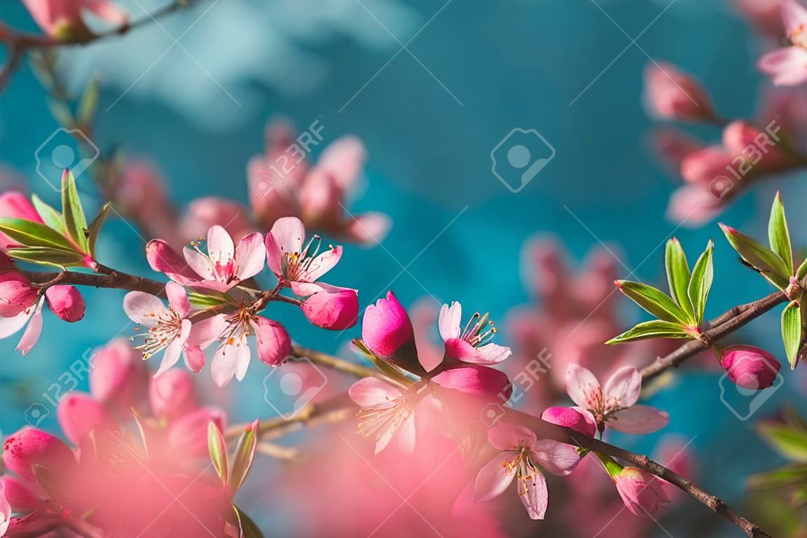 Fiori di primavera fioritura, fiori rosa su sfondo blu