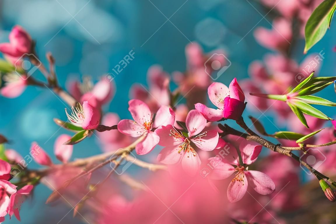 Spring flowering branches, pink flowers on a blue background