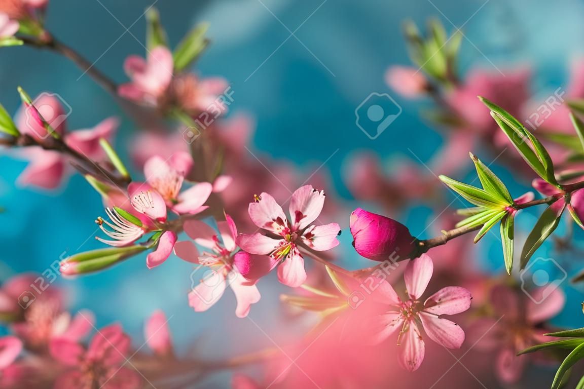 Spring flowering branches, pink flowers on a blue background