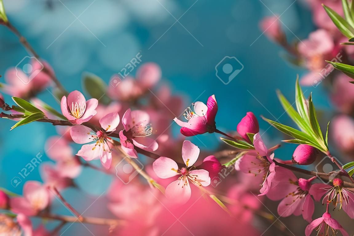 파란색 배경에 봄 꽃 지점, 핑크 꽃