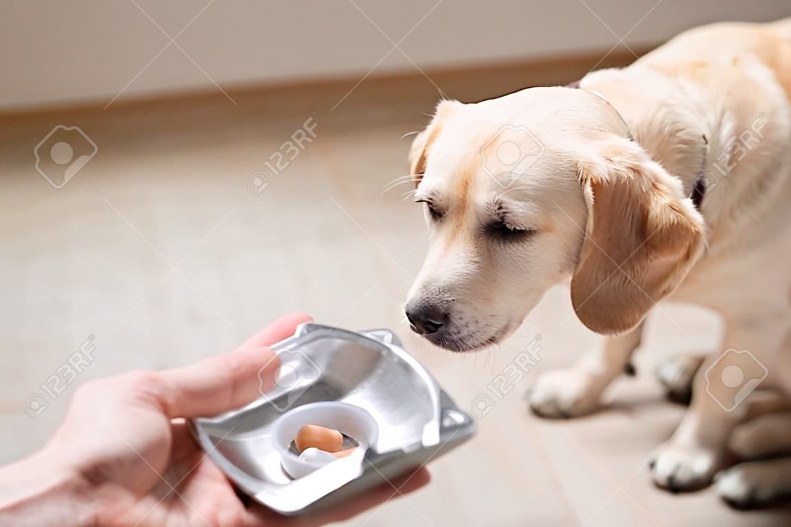 犬にタブレットを提供する男。ペットの健康管理、動物用医薬品および治療の概念。セレクティブフォーカス。