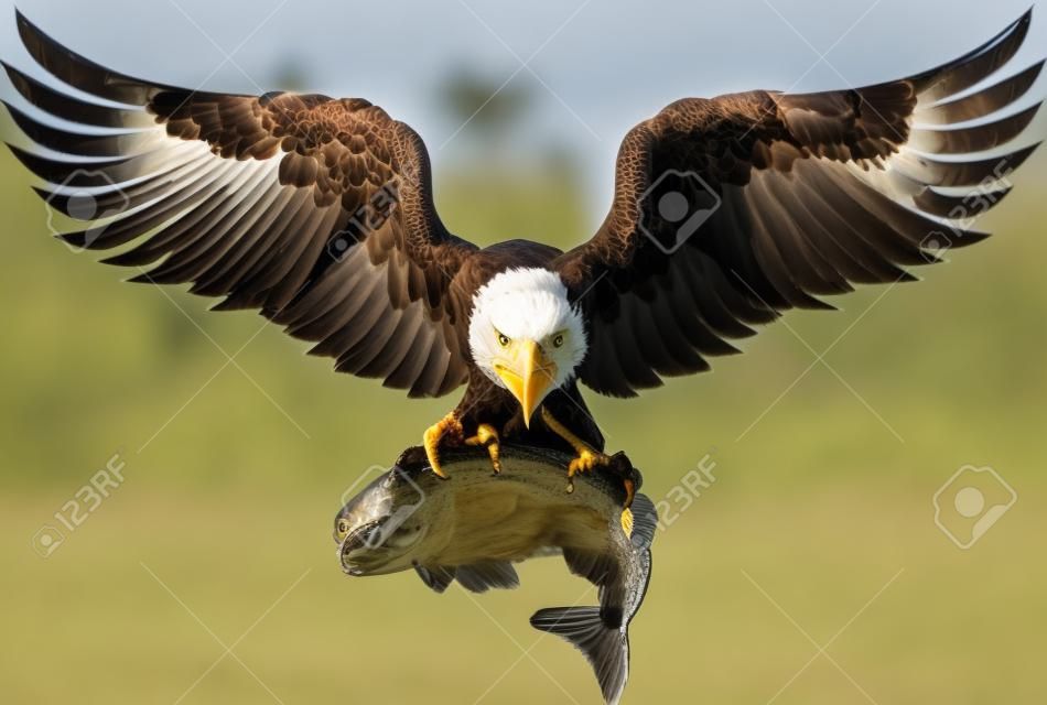 Bald Eagle flies just after grabbing a fish