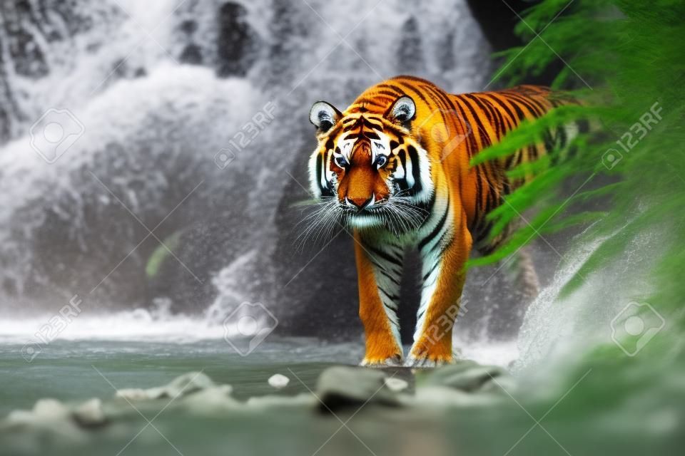 Amur tijger lopen in rivierwater. Gevaar dier, tajga, Rusland. Dier in groene bos beek. Grijze steen, rivier druppel. Siberische tijger splash water. Tiger wild scene, wilde kat, natuur habitat.