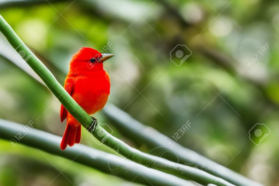 Tanager de verão, Piranga rubra, pássaro vermelho no habitat da natureza. Tanager sentado na palmeira verde. Observação de aves na Costa Rica. Cena da vida selvagem da natureza, Laguna de Lagarta Lodge, Costa Rica.