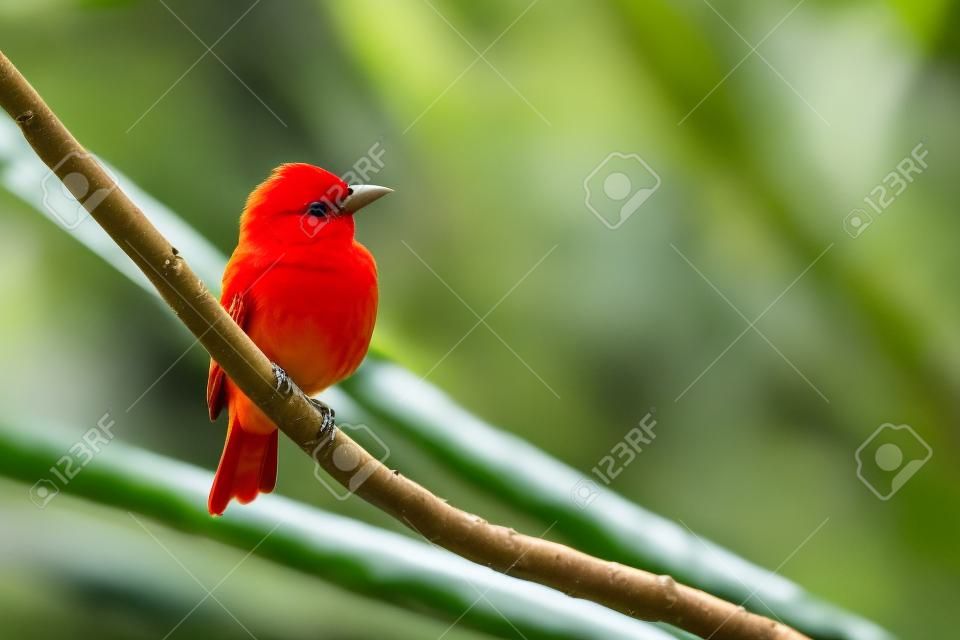 Tanager de verão, Piranga rubra, pássaro vermelho no habitat da natureza. Tanager sentado na palmeira verde. Observação de aves na Costa Rica. Cena da vida selvagem da natureza, Laguna de Lagarta Lodge, Costa Rica.