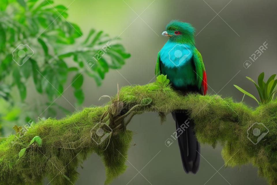 자연 트로픽 서식 지에서 아름 다운 새입니다. 화려한 Quetzal, Pharomachrus mocinno, 녹색 숲 배경 가진 코스타리카에서 Savegre. 웅장 한 신성한 녹색 및 빨강 새입니다. 정글에서 조류 관찰.
