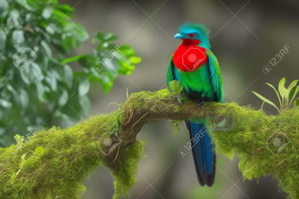 Beautiful bird in nature tropic habitat. Resplendent Quetzal, Pharomachrus mocinno, Savegre in Costa Rica, with green forest background. Magnificent sacred green and red bird. Birdwatching in jungle.