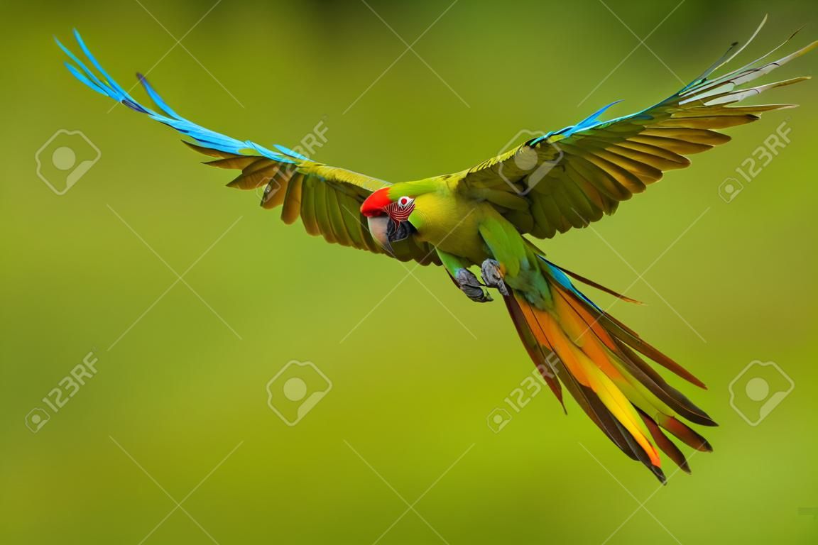Great green macaw, Ara ambiguus, also known as Buffon's macaw. Wild tropical forest bird, flying with outstretched wings against green vegetation. Big parrot in habitat. Endangered bird in green.