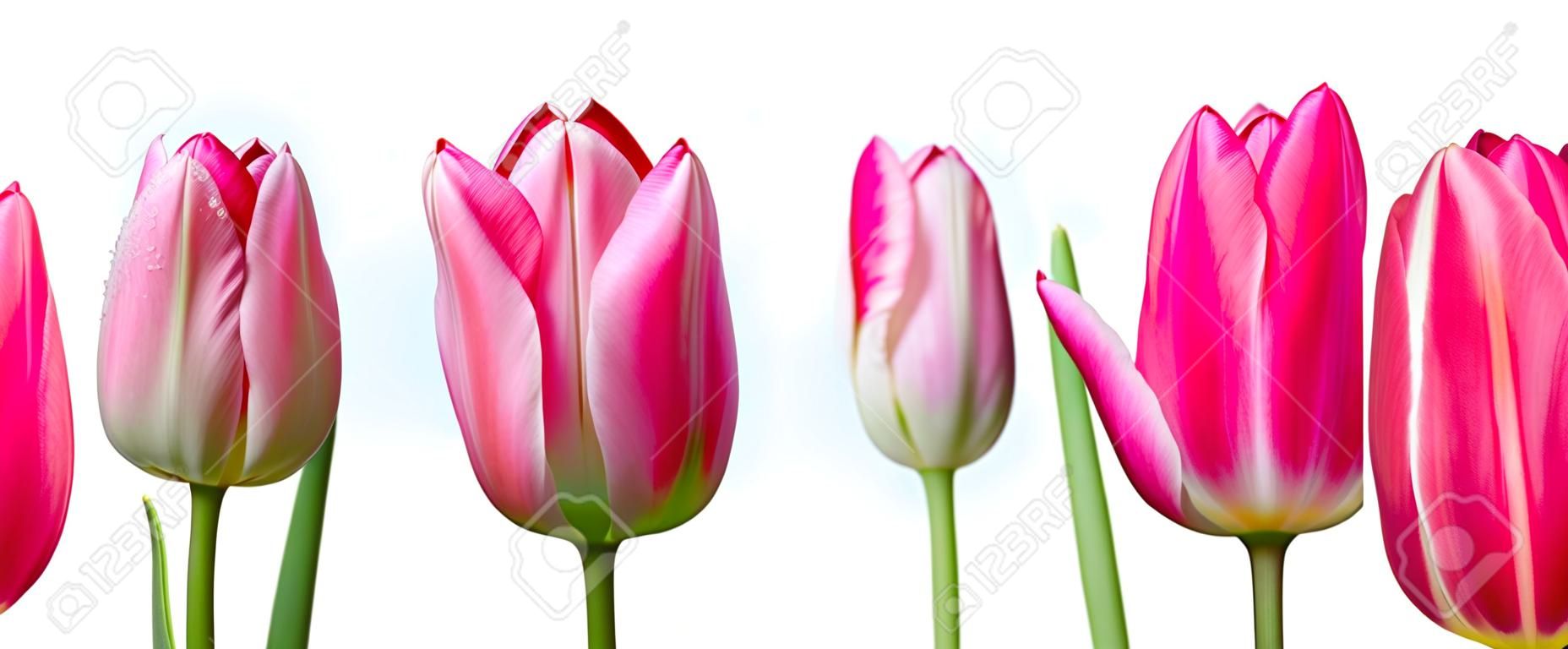 Tulips on white background. Close up. Stages of flowering tulip. From green bud to lush pink flower.