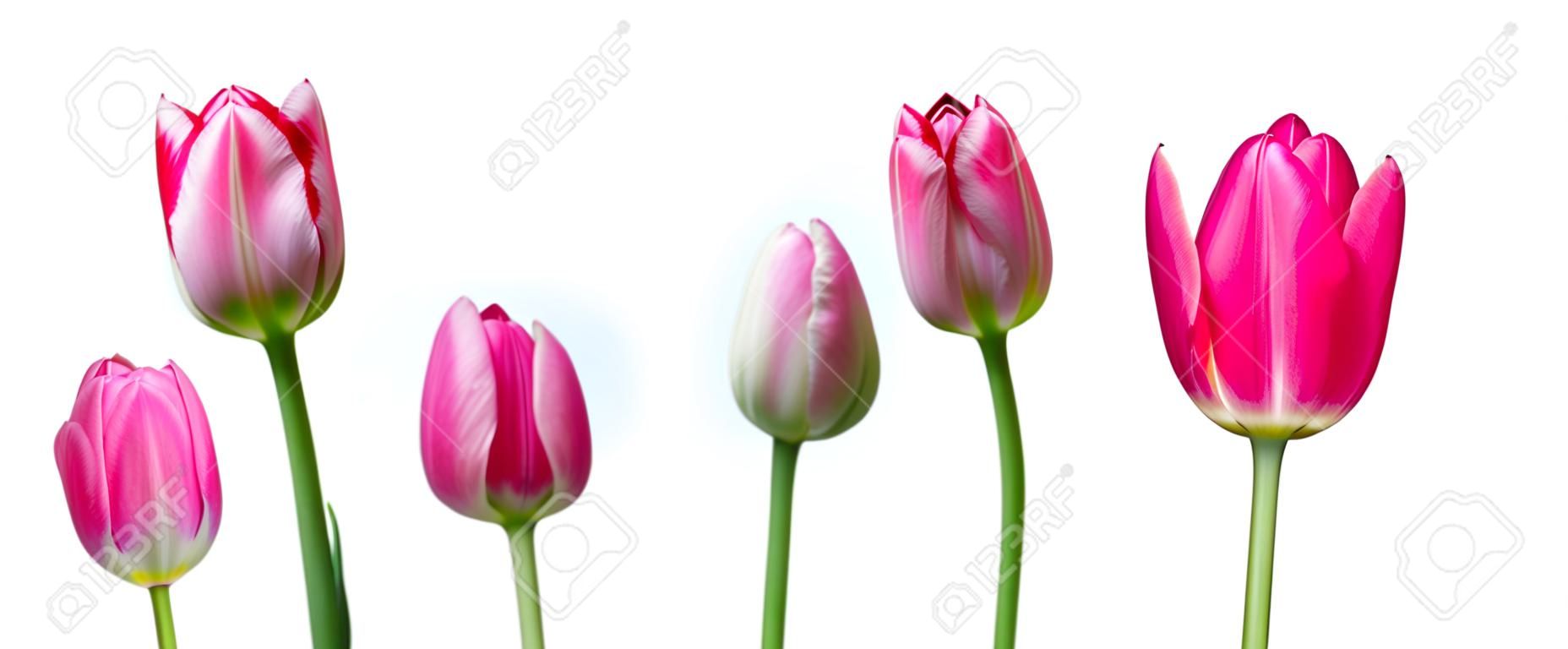 Tulips on white background. Close up. Stages of flowering tulip. From green bud to lush pink flower.