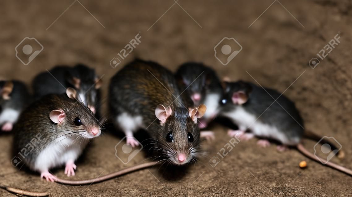 Wild or field rats is the language that Thailand people call Which be used to make food, And now this type of rat is difficult to find,  People therefore to spread a breed this type is a career.