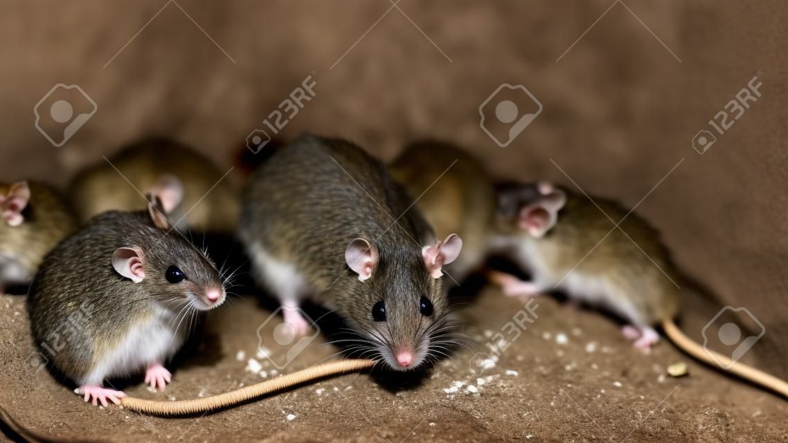 Dzikie lub polne szczury to język, który ludzie nazywają Tajlandią, który służy do robienia jedzenia. A teraz ten typ szczura jest trudny do znalezienia, dlatego rozpowszechnianie rasy tego typu to kariera.