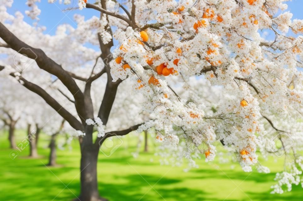 Arbre complet avec abricots dans un jardin