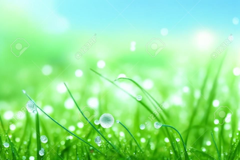 Beautiful  with morning dew on grass close
