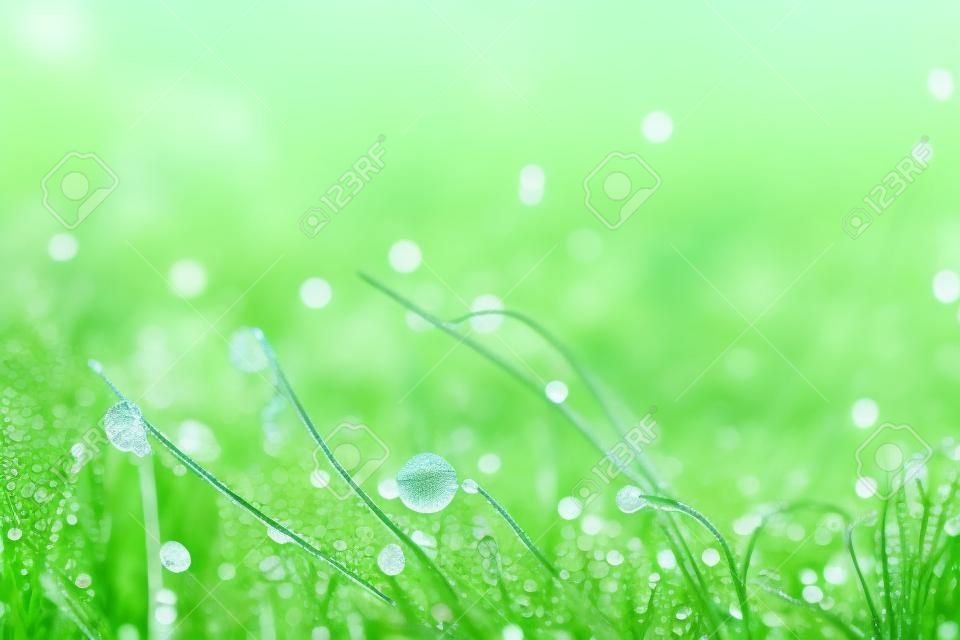 Beautiful  with morning dew on grass close