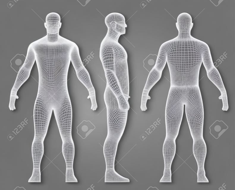 Set van 3D wire frame menselijke lichaam vector illustratie. Voorkant, Achterkant, Zijaanzicht