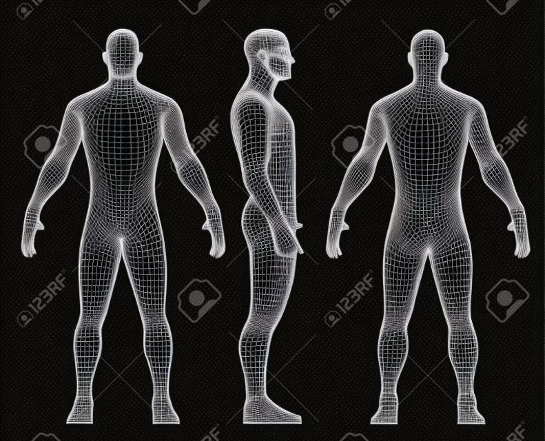 Conjunto de ilustração em vetor de corpo humano de estrutura de arame 3D. Frente, Costas, Vista lateral