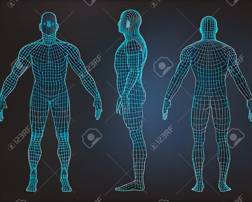 Набор 3D каркас человеческого тела векторные иллюстрации. Спереди, сзади, вид сбоку