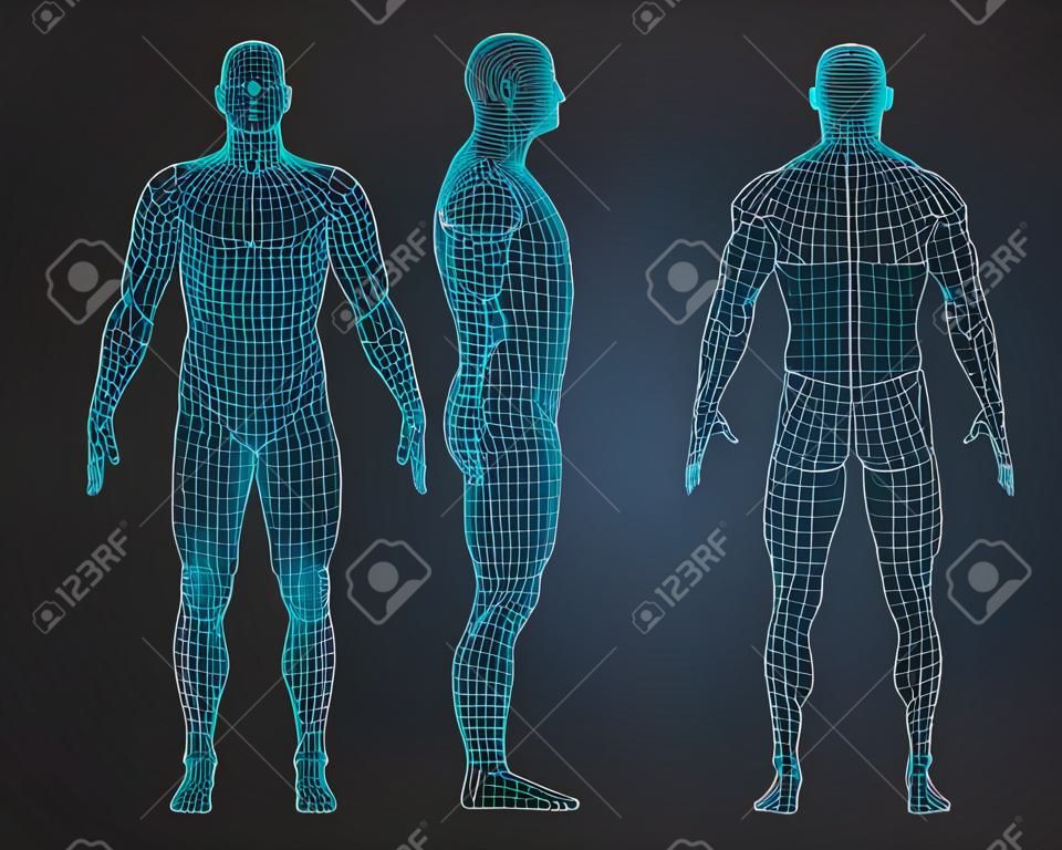 Conjunto de ilustração em vetor de corpo humano de estrutura de arame 3D. Frente, Costas, Vista lateral