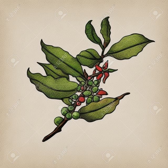 Coffee tree illustration.
