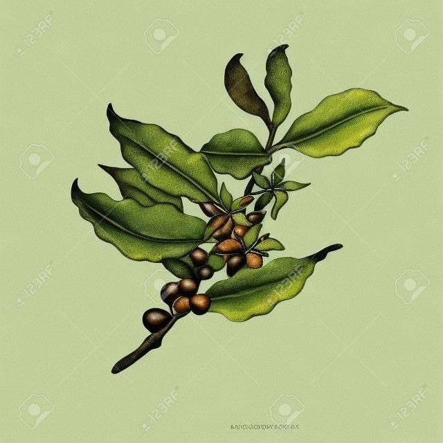 Ilustración del árbol de café.