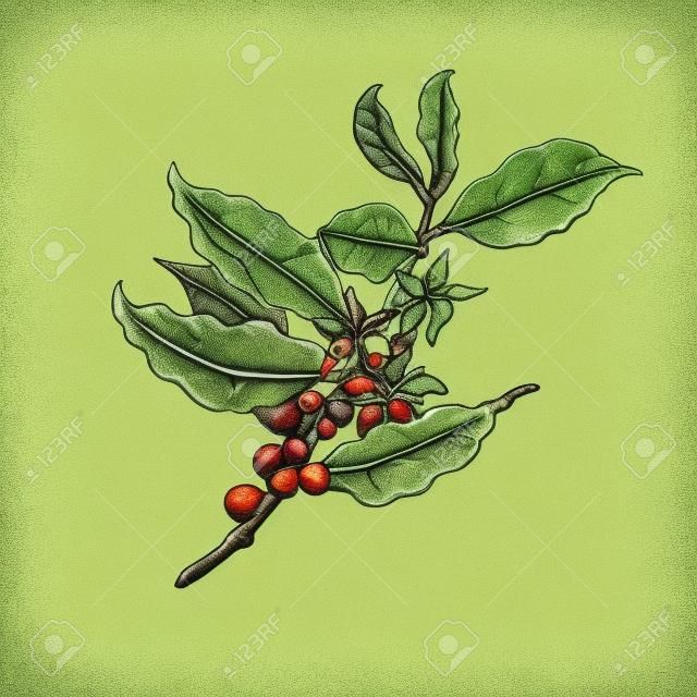 咖啡樹的插圖。