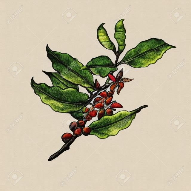 咖啡樹的插圖。