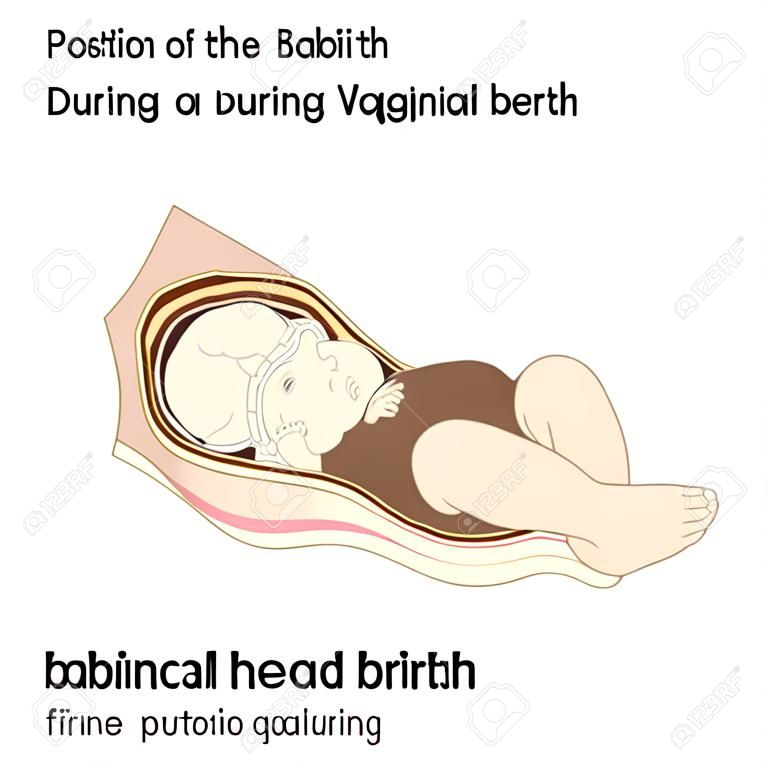 Pozycja głowy babys podczas porodu
