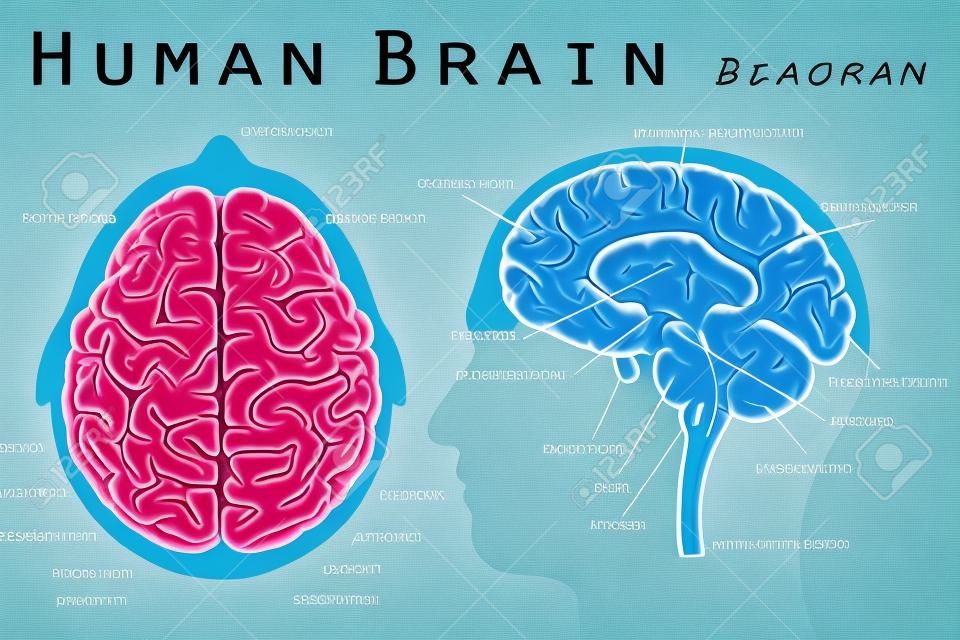 Diagrama del cerebro humano