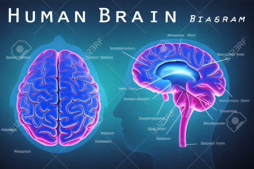 Diagrama del cerebro humano