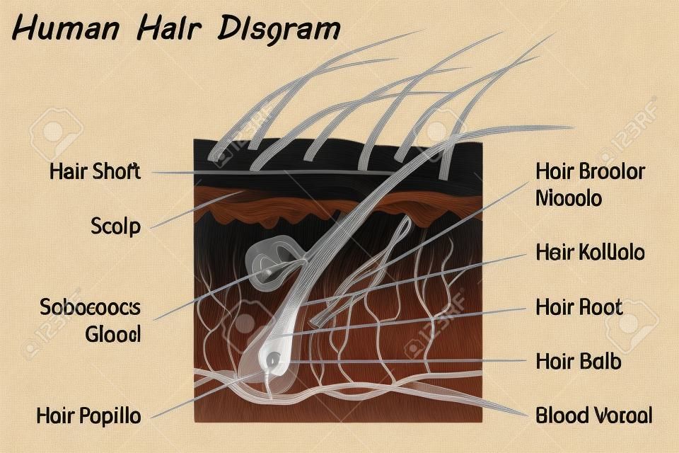 Diagrama de cabelo humano