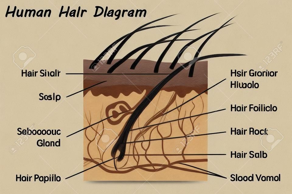Diagrama de cabelo humano