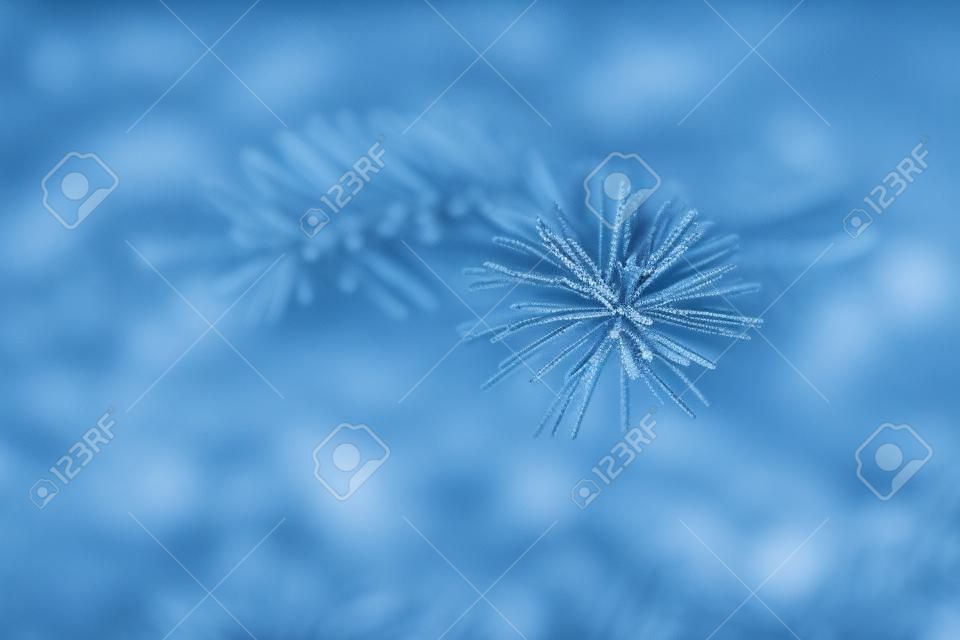 Les branches de l'épinette bleue en gros plan. Texture de Noël rustique. Branches de sapin sur le fond sombre. Concept de fond d'écran de Noël. Copiez l'espace.