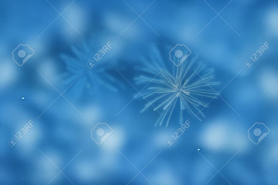 De takken van de blauwe spar close-up. Rustieke kerst textuur. Vuur takken op de donkere achtergrond. Kerst behang concept. Kopieer ruimte.