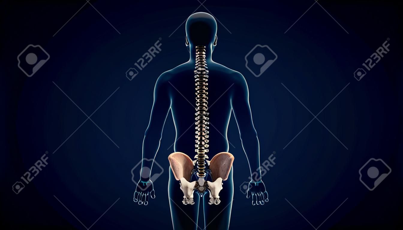 의료 개념 3d 그림을 위한 인간의 골격 척추 해부학