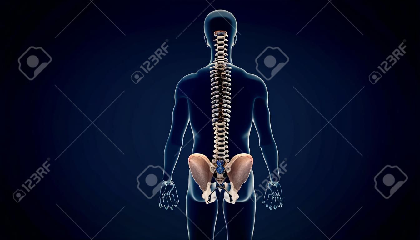 Menselijk skelet wervels anatomie voor medische concept 3d illustratie