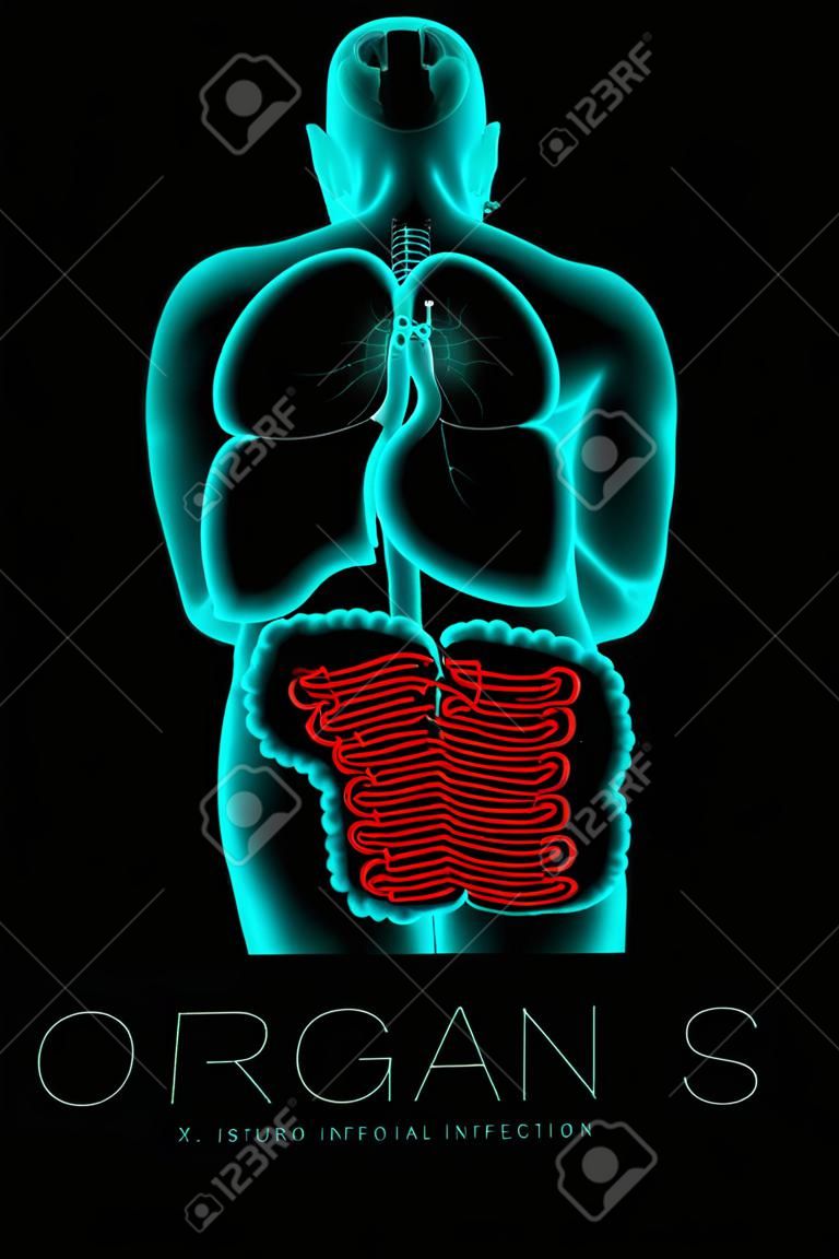 Glowing male body organ X-ray. Small intestine infection concept idea in red color illustration.