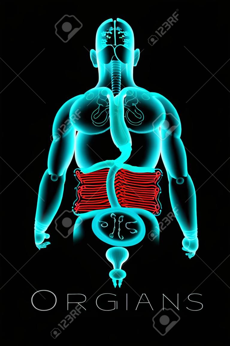 Glowing male body organ X-ray. Small intestine infection concept idea in red color illustration.