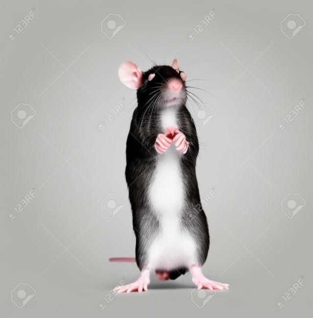 Ratte isoliert auf weißem Hintergrund