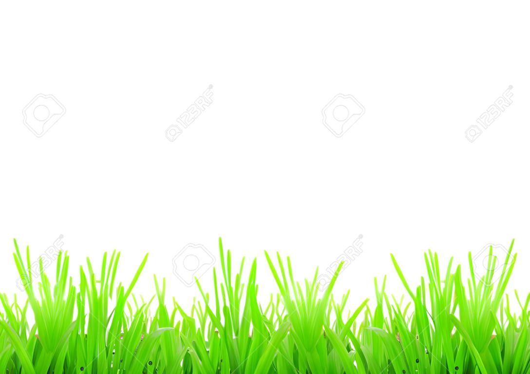 Zöld fű elszigetelt fehér háttér