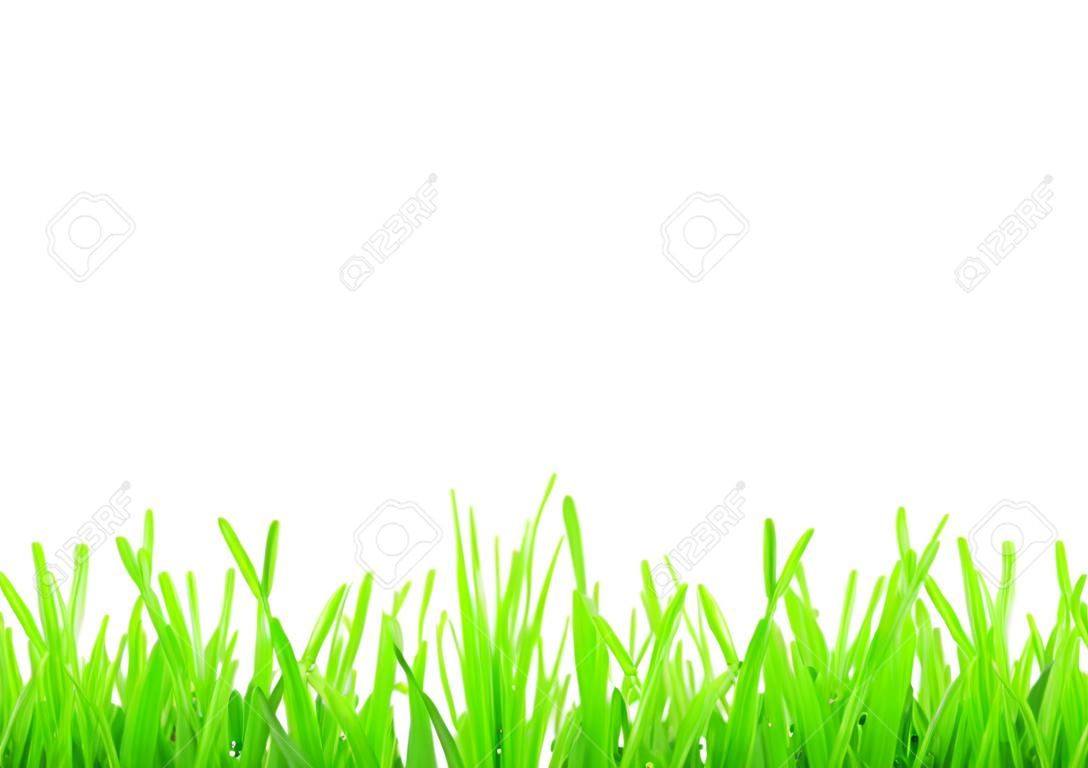 Zöld fű elszigetelt fehér háttér