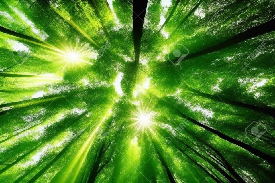 árvores da floresta. natureza verde madeira luz solar fundos