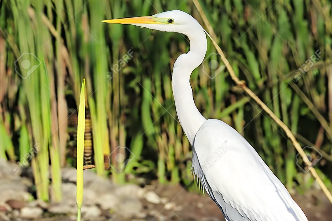 white bird with a long neck great white heron,long neck, yellow beak, wild bird, great white bird,