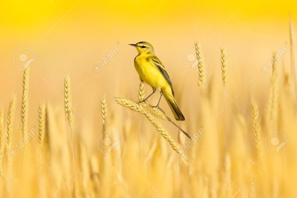 yellow wagtail sitting on ears of wheat