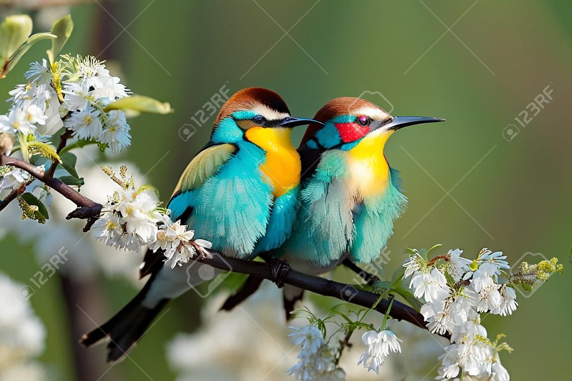 꽃이 만발한 나뭇가지에 봄의 아름다운 새들 야생 동물
