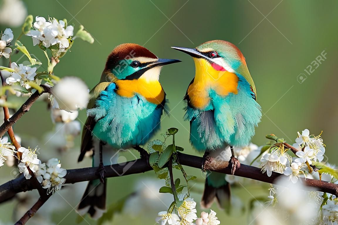 꽃이 만발한 나뭇가지에 봄의 아름다운 새들 야생 동물