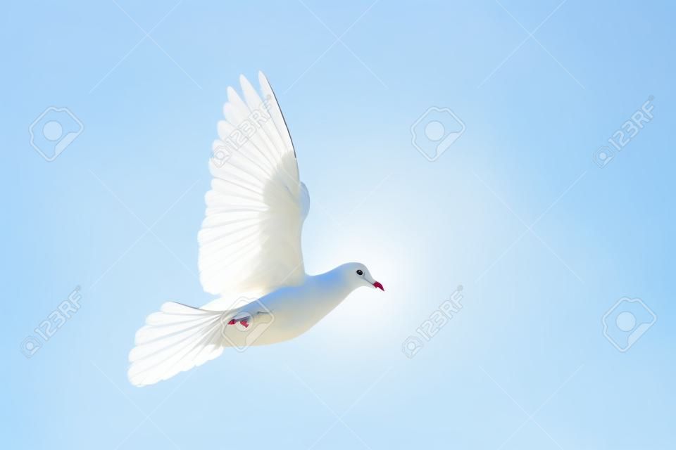 paloma blanca símbolo de paz vuela en el cielo azul