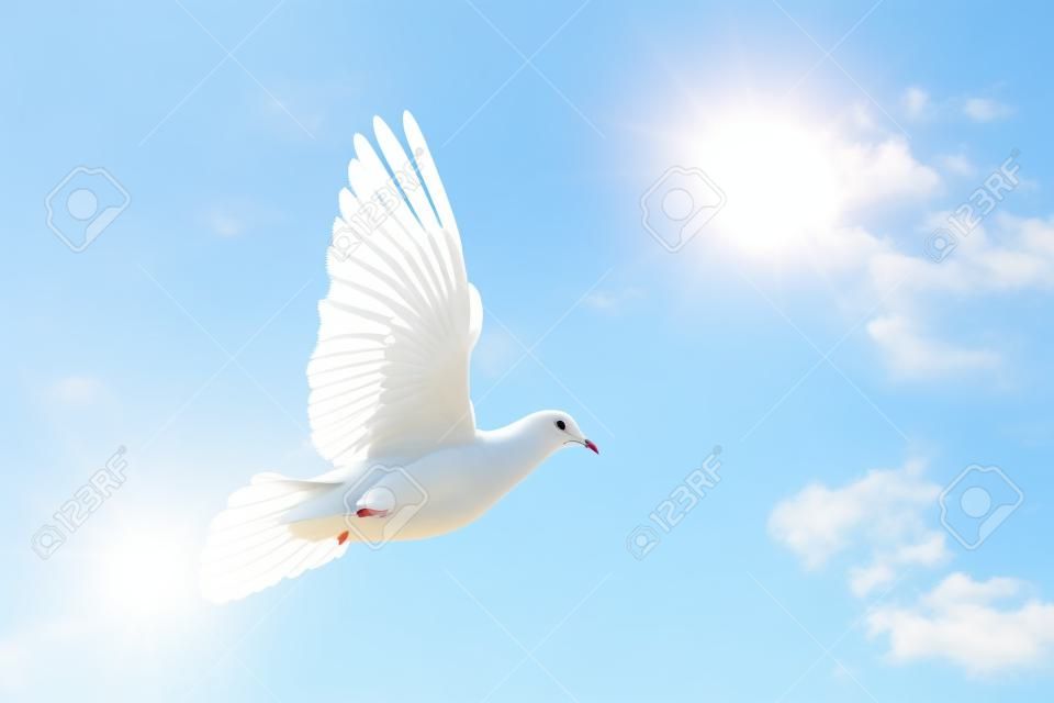 paloma blanca símbolo de paz vuela en el cielo azul